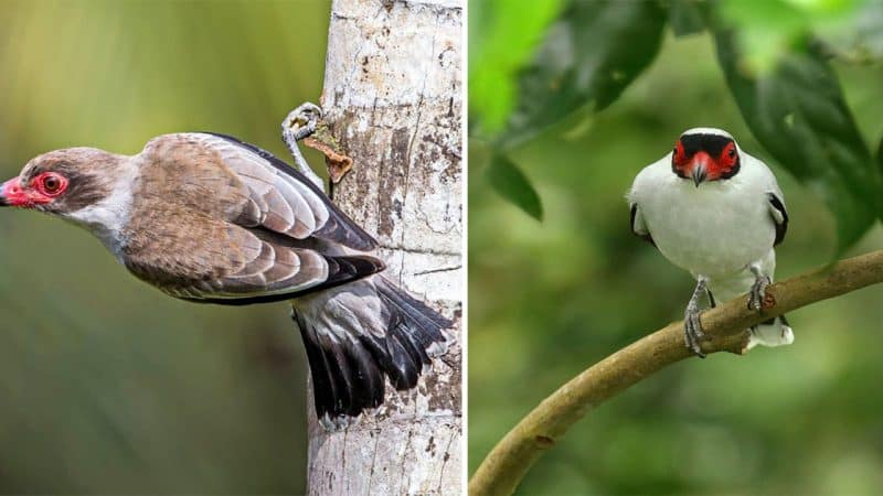 Unveiling the Masked Tityra: A Fascinating Avian Wonder in Manu NP, Peru