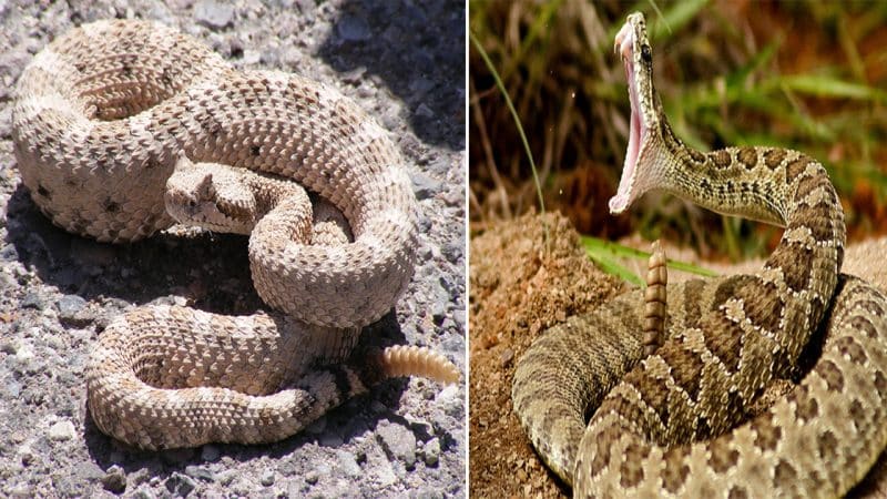 Removing “part of the body to adapt and survive: Here’s how rattlesnakes neutralize the desert heat