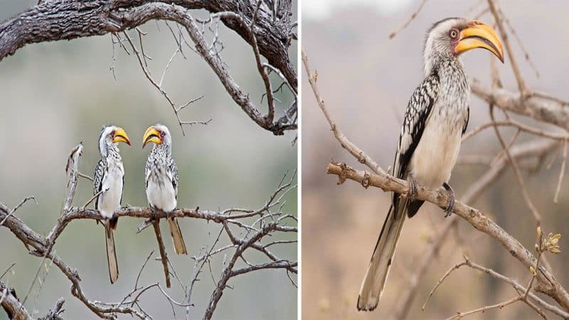 The Flying Banana of Southern Africa: Meet the Southern Yellow-billed Hornbill