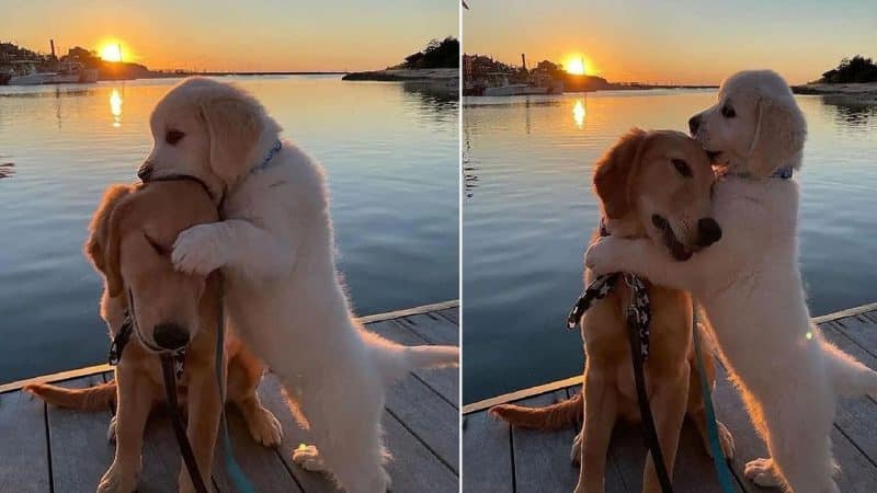 Two Dogs Embracing Each Other Tenderly on a Bridge Under the Evening Sunset