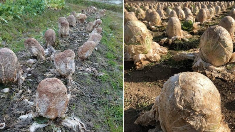 Eerie Encounter: Alien-Like Stranded Eggs Evoke Fear and Confusion Among Humans