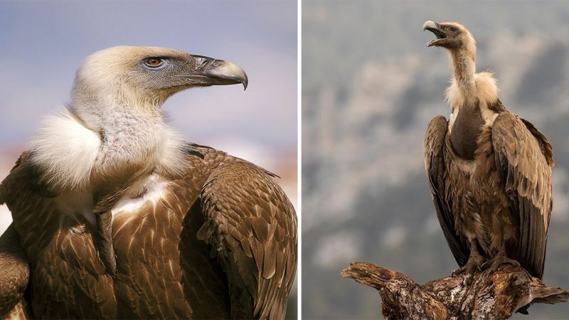 Griffon Vultures: Majestic Birds of Prey in the Skies