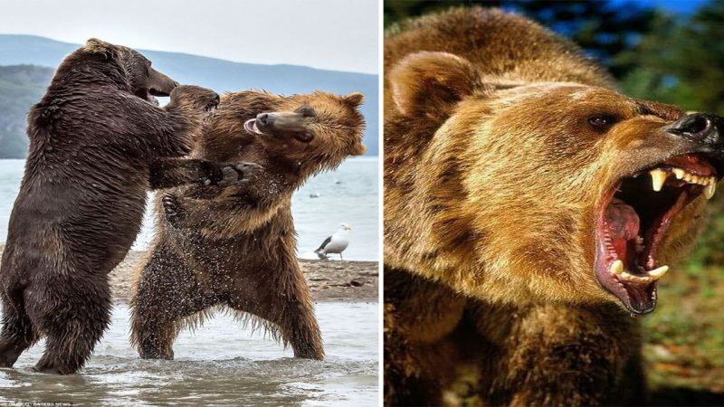 Breathtaking Battle: Two Bears Engage in Ferocious Stand-Up Fight at Kurile Lake Park in Kamchatka