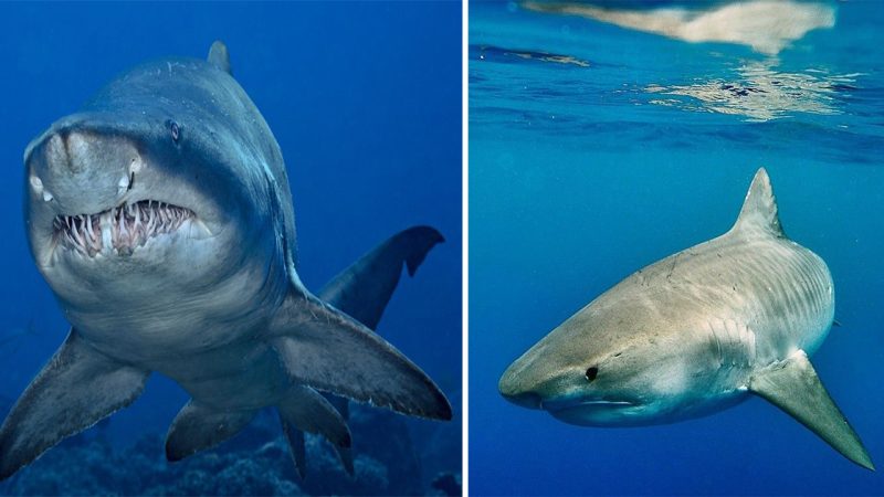 The Mighty Hunter of the Seas: The Majestic Tiger Shark