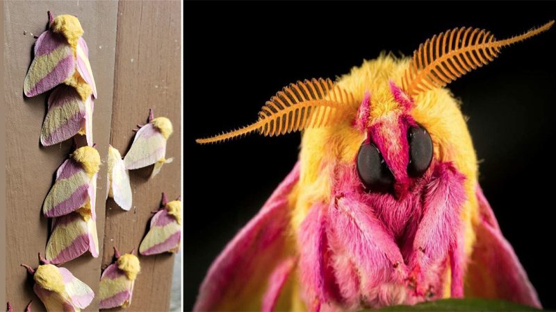 “Rosy Maple Moths: Nature’s Colorful Visitors and Unsung Pollinators”