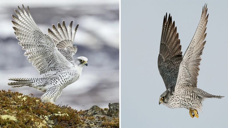 Graceful Predator of the Skies: Discover the Majestic Gyrfalcon