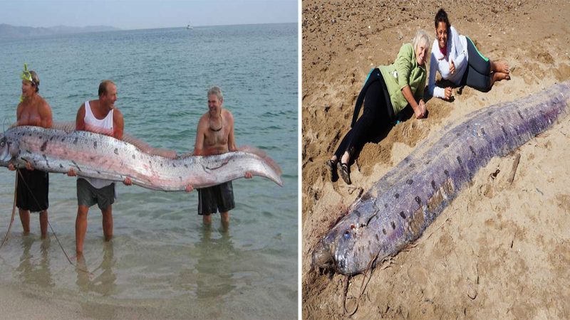 The Oarfish: Exploring the World’s Longest Bony Fish