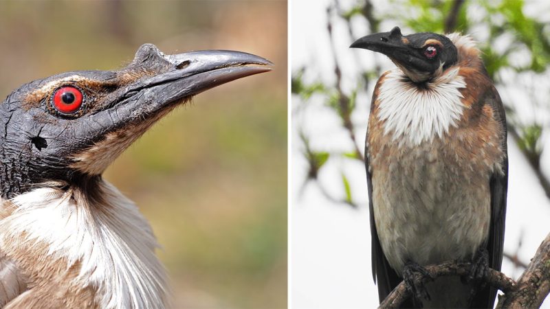 The Noisy Friarbird: A Vocal Marvel of the Avian World