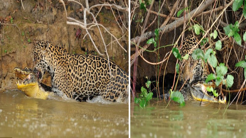 Jaguar’s Epic Battle: Taking Down a Crocodile for Lunch in Brazilian River