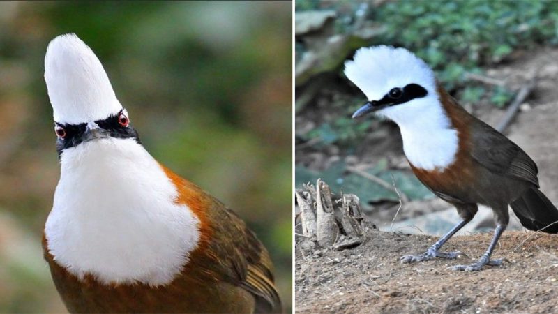 Garrulax leucolophus: The White-crested Laughingthrush