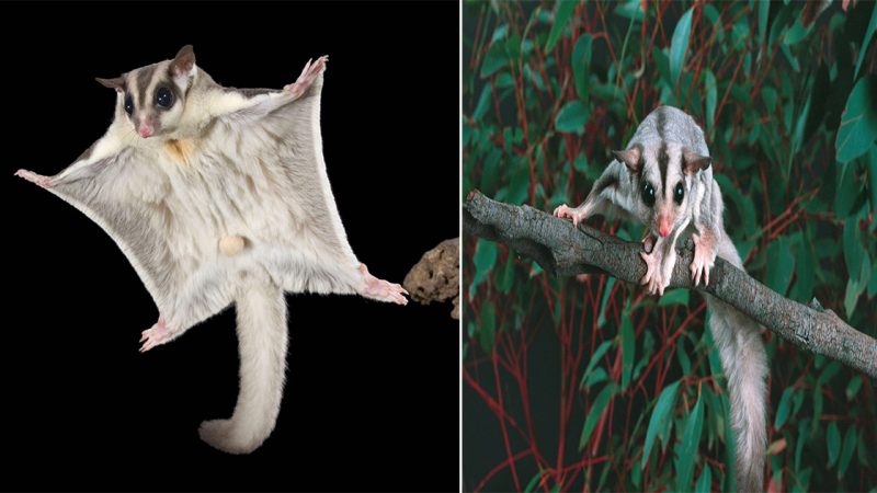 The Unique Charm of Sugar Gliders