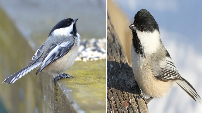 Black-capped Chickadee: The Charming Songbird of North America