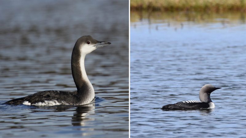 Exploring the Arctic Loon: A Fascinating Dive into the Icy Waters