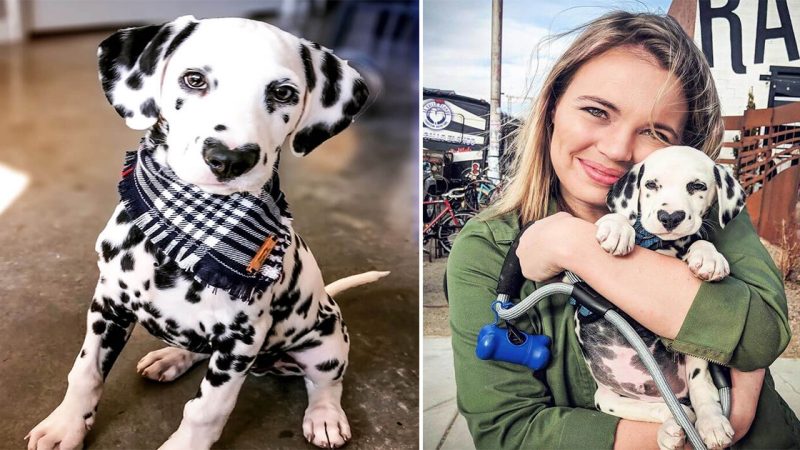 The Adorable Dalmatian with a Heart-Shaped Nose: Meet Wіley, the Cutest Puppy Ever!