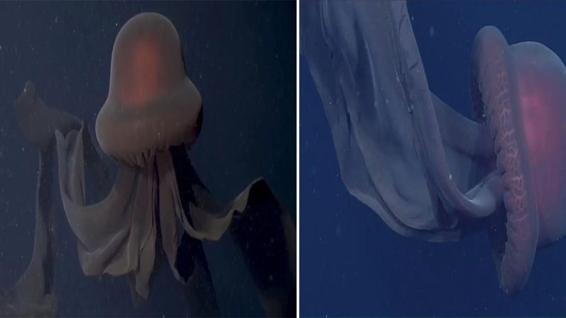 Mysterious Beauty of the Deep: Unveiling the Giant Phantom Jelly of the Midnight Zone