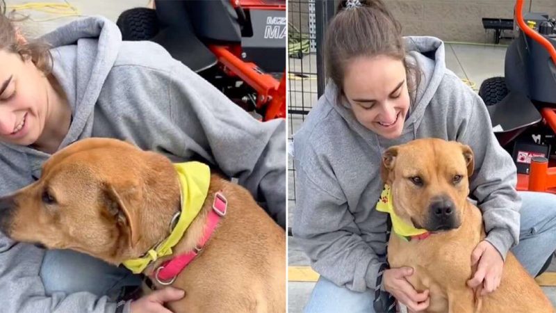 “Canine Charm: Meet Barney, the Smiling Dog Who Longs for a Forever Family”