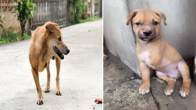 Born into an unfortunate life, orphaned, and left to wander the harsh sidewalks alone, Charlie’s journey has touched the hearts of millions, leaving no one unmoved by his story.