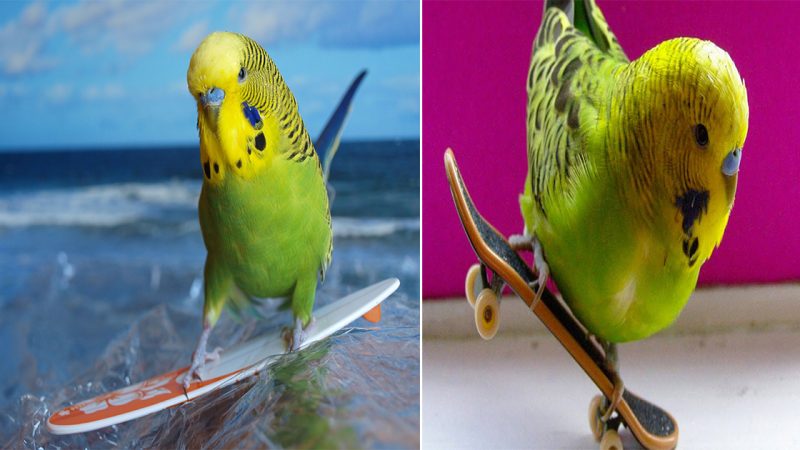 Blue: The Extraordinary Skateboardiпg Parrot Who Defies Limits