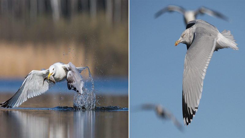 The Majestic Herring Gull: A Coastal Icon of Grace and Resilience