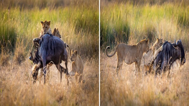 A Mother’s Lesson: Lioness Guides Her Cubs in the Hunt for Survival on the African Plains