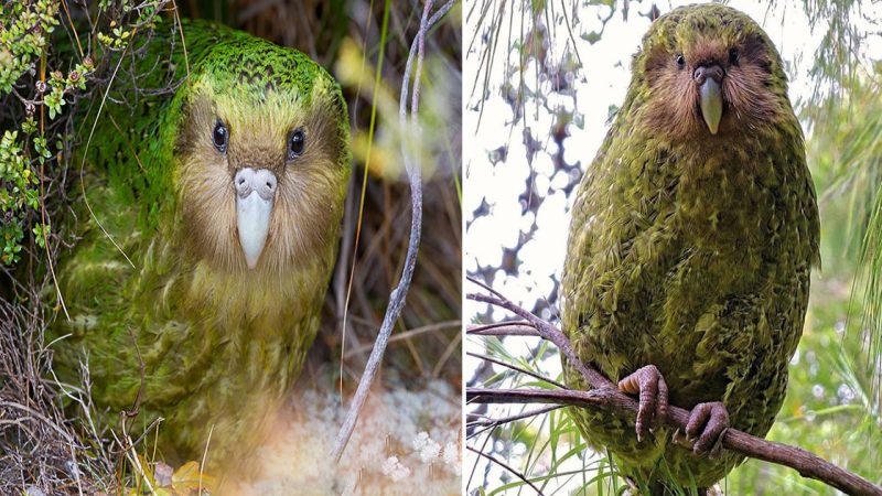 The Kakapo: A Flightless Parrot with an Endearing Personality