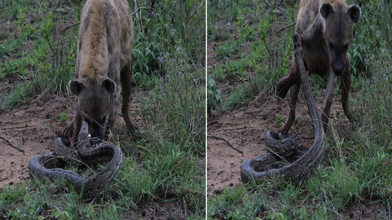 Unforeseen Confrontation: A Battle Between African Predators Unfolds in the Bush