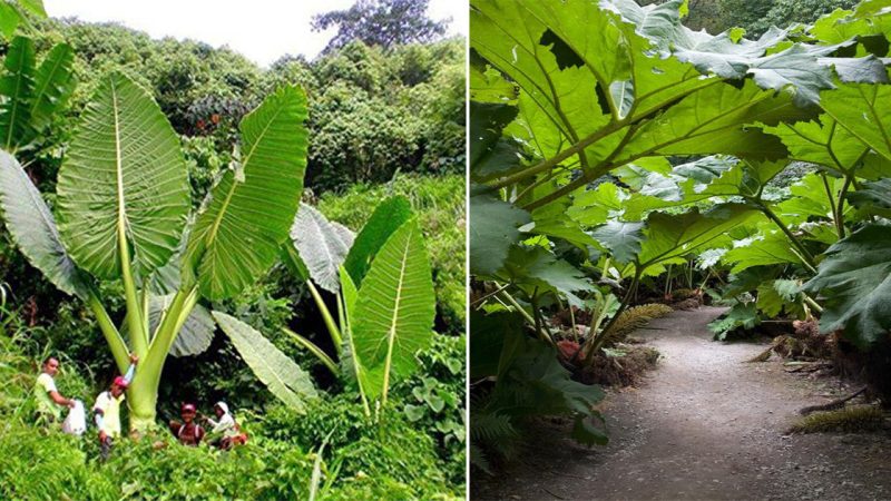 Gunnera manicata: The South American Giant Rhubarb