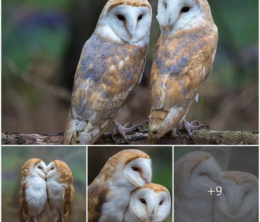 Heartwarming Encounter: A Rare Glimpse of Affection Between Owls