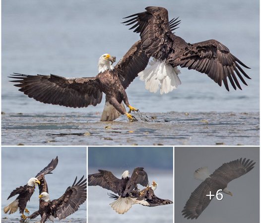 Mid-Air Battle of Majestic Bald Eagles: Struggle for Fish Dominance