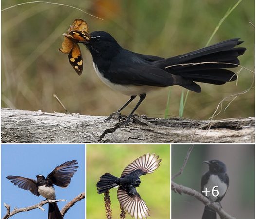 Monochrome Marvel: A Glimpse into the Enchanting World of the Willy Wagtail, the Melodious Songbird