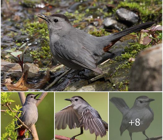 The Gray Catbird: A Vocal and Widespread Bird of North America