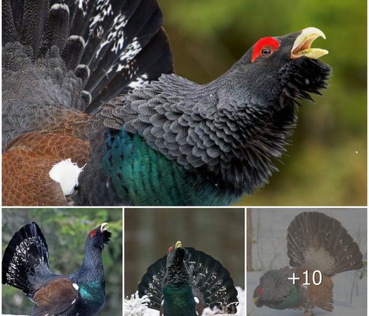 The Western Capercaillie, a regal and majestic bird, is renowned for its captivating blue-green plumage and its intricate courtship ritual, which unfolds during the breeding season.