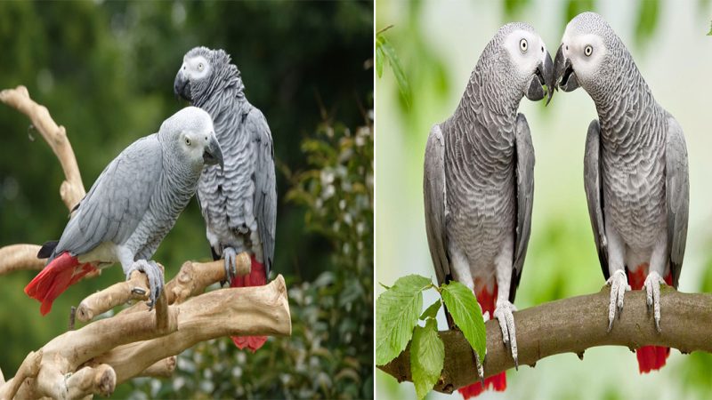 Clever and Charming: The African Grey Parrot