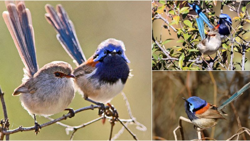 Variegated Fairywren: The Brilliant Jewel of Australian Avifauna