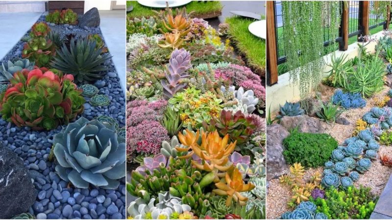 25 Indoor and Outdoor Succulent Gardens Of All Sizes