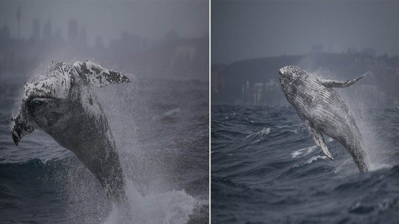 Incredible Footage Captures Humpback Whale’s 90-Minute Breaching Spectacle off Sydney’s Coast