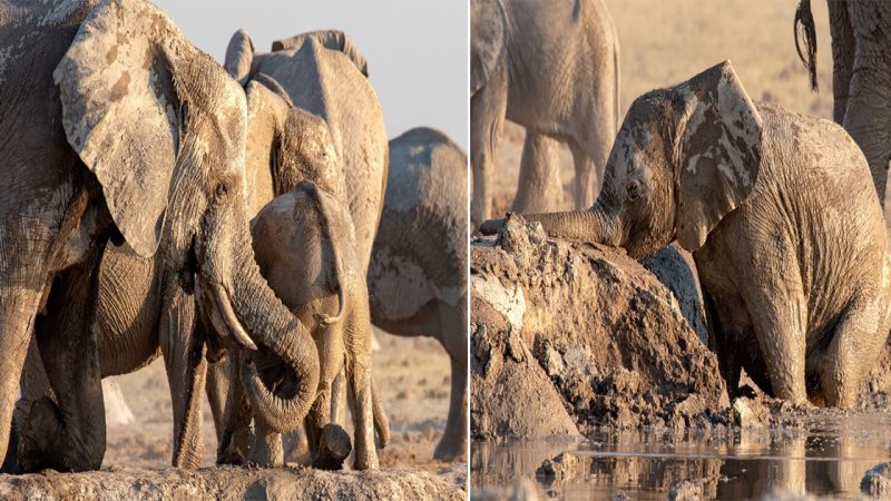 Witness the Heroic Efforts of Elephants as They Unite to Save a Baby Trapped in the Mud