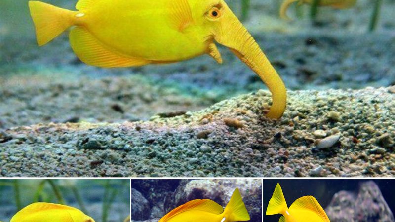 The Enigmatic Fish-Elephant: Nature’s Intriguing Creation That Leaves Scientists in Awe