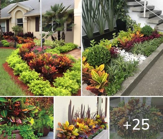 25 Stunning Landscaping with Croton