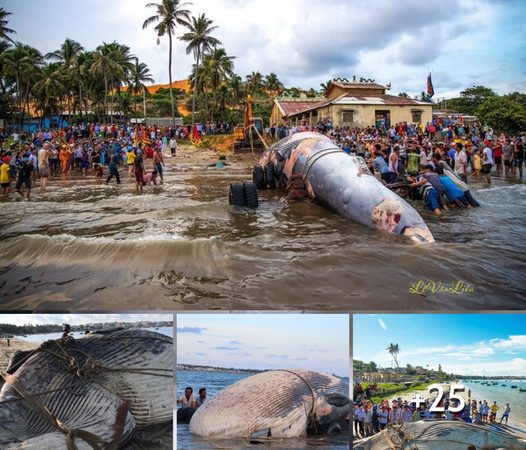 A Giant Whale Weighing Over 15 Tons Rescued After Being Stuck at Sea