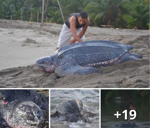 The Miraculous Rescue of a Critically Endangered Sea Turtle in Grande Riviere, Venezuela