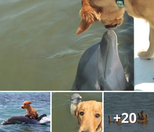 Dolphins save a ter.rifi.ed little Dog from dro.wn.ing in a Florida Canal!