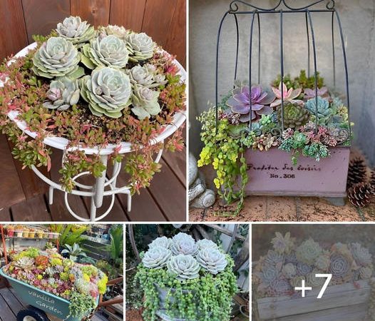 7 Creative Ideas to Showing Off Your Succulent Beautifully