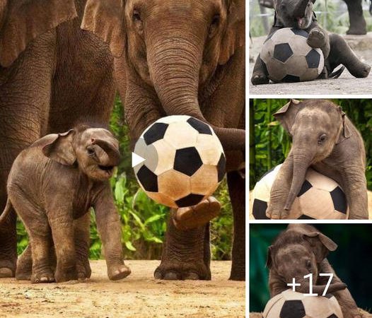 Adorable Fun: Baby Elephant’s First Playtime With A Ball