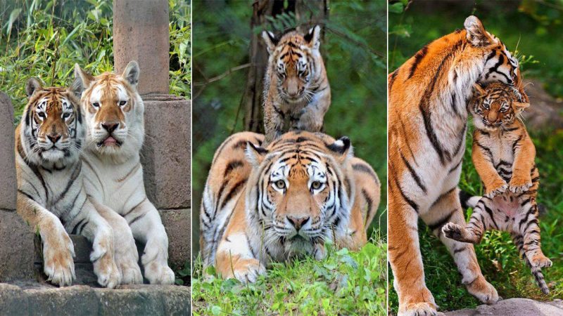 The Enigmatic Tiger: A Majestic Marvel of the Wild