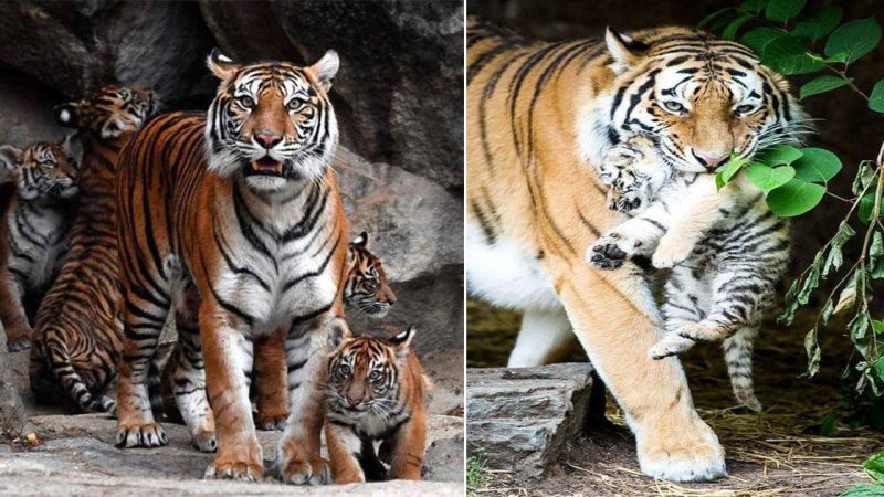 Tiger’s Family: Sustainability in the Deep Forest