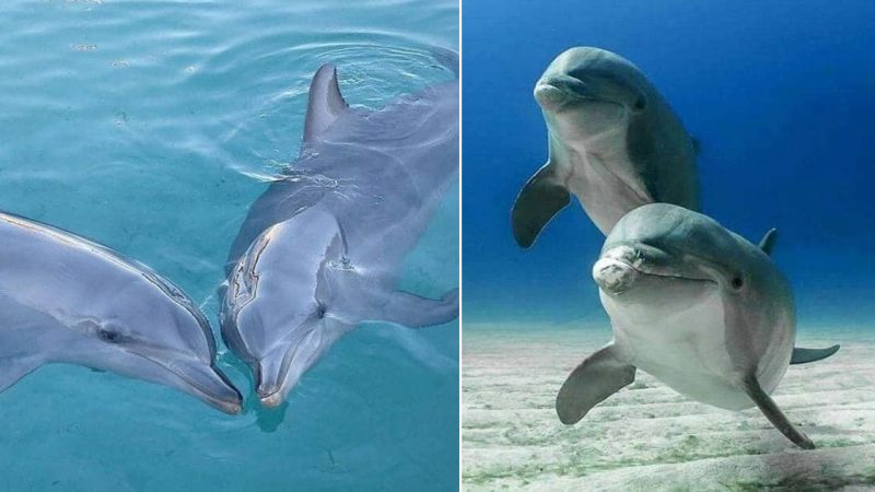 The Wonders of Dolphins: Guardians of the Ocean