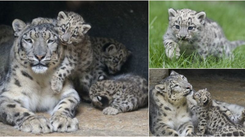 Adorable Snow Leopard Cubs Make Playful Debut at Zoo Basel