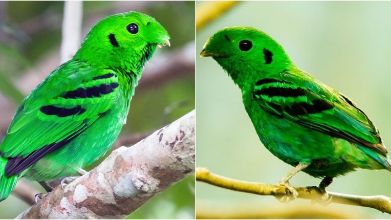 Wings of Wonder: Understanding the Ecology of Whitehead’s Broadbill in Borneo’s Rainforests