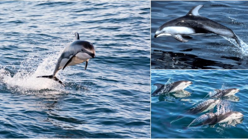 The Atlantic White-Sided Dolphin: A Fascinating Marine Creature